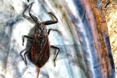 На Дніпропетровщині помітили водяного скорпіона: чим вони знебезпечні для людини На Дніпропетровщині помітили водяного скорпіона: чим вони знебезпечні для людини