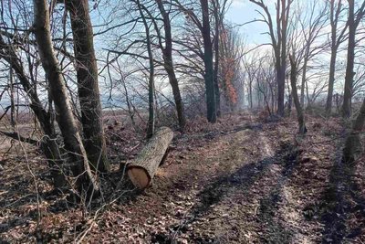 На Вінниччині невідомі вирізали дерева на понад 2 мільйони гривень