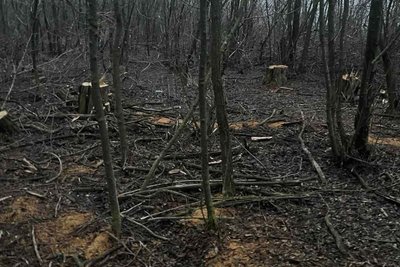Зрубані дерева у лісосмузі у Чернігівському окрузі Зрубані дерева у лісосмузі у Чернігівському окрузі