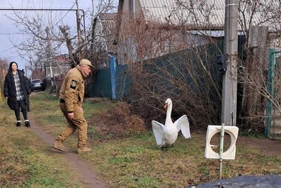 На Одещині врятували лебедя, який заплутався у дротах електромереж На Одещині врятували лебедя, який заплутався у дротах електромереж