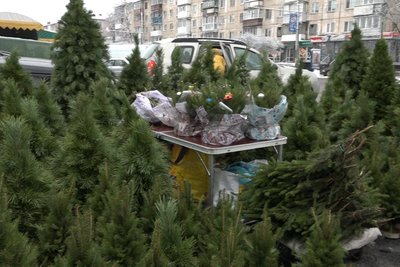 Ялинкові базари у Житомирі — скільки коштують хвойні дерева та різдвяні композиції Ялинкові базари у Житомирі — скільки коштують хвойні дерева та різдвяні композиції