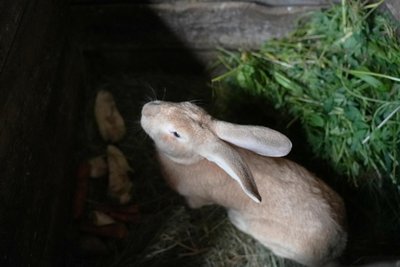 Врятувала покинутих котів, собак і кіз: історія жительки Сумщини, яка допомагає селу попри обстріли Врятувала покинутих котів, собак і кіз: історія жительки Сумщини, яка допомагає селу попри обстріли