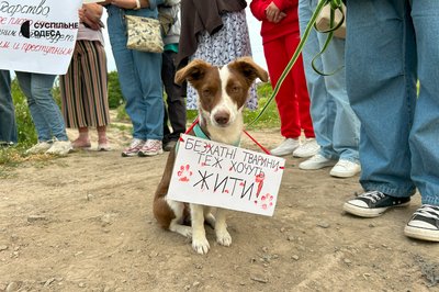 "Безпритульні тварини також хочуть жити": на Одещині мітингували проти жорстокого поводження з тваринами "Безпритульні тварини також хочуть жити": на Одещині мітингували проти жорстокого поводження з тваринами