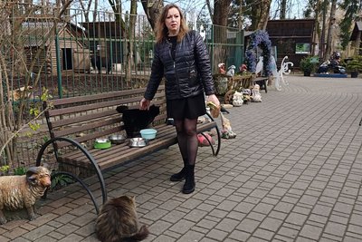 коти Луцького зоопарку коти Луцького зоопарку