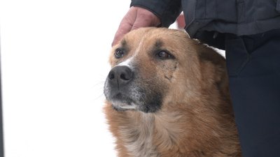 Пес Рудік Пес Рудік