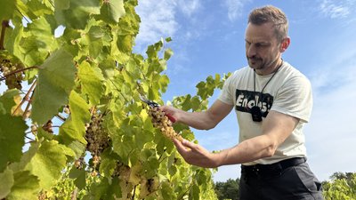 Як проходить сезон збору винограду на Закарпатті Як проходить сезон збору винограду на Закарпатті