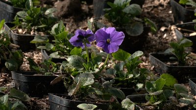 Комунальники розповіли, як готуються до висадки квітів у Рівному