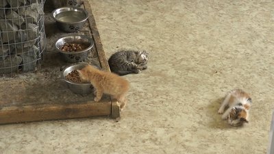 Шість котів з-під Харкова лікують у притулку для тварин поблизу Івано-Франківська Шість котів з-під Харкова лікують у притулку для тварин поблизу Івано-Франківська
