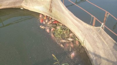 Мертва риба Мертва риба