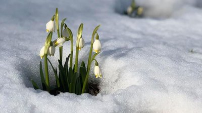 На Прикарпатті зацвіла галявина рідкісних квітів - білоцвіту весняного На Прикарпатті зацвіла галявина рідкісних квітів - білоцвіту весняного