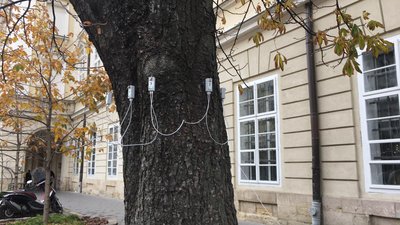 У Львові старі дерева перевіряють спеціальним томографом У Львові старі дерева перевіряють спеціальним томографом