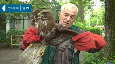 В Одесі знайшли пораненого яструба, його лікують в зоопарку В Одесі знайшли пораненого яструба, його лікують в зоопарку