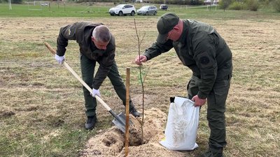 Алею із дубів Тараса Шевченка висадили у Сарнах на Рівненщині