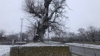 Липа Богдана Хмельницького в аварійному стані Липа Богдана Хмельницького в аварійному стані