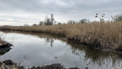 Локально повернулися черепахи: у Миколаєві триває очищення акваторії Південного Бугу