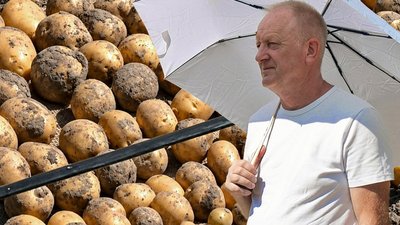 День поля Усичі, вирощування картоплі, картопля Волинь, найкращі сорти картоплі
