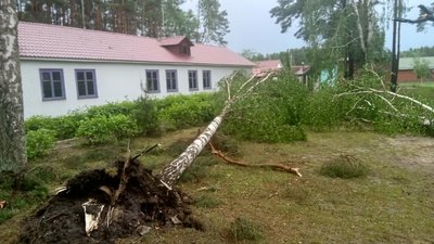 На Волині негода повиривала дерева з корінням