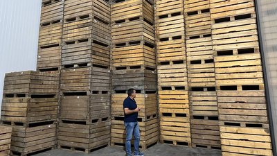 У громаді на Буковині вирощують яблука усім селом У громаді на Буковині вирощують яблука усім селом