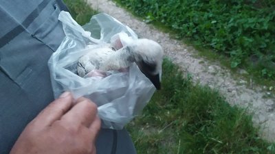 На Львівщині рятувальники врятували лелеченя, яке випало із гнізда