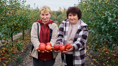 Півтори тисячі яблунь: як у Велико-Бобрицькому лісництві збирають перший урожай