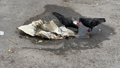 голуби, смвття голуби, смвття