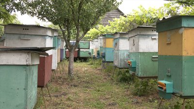 ВИХІДНІ "Медова криза": як війна в Україні впливає на виробництво меду на Черкащині ВИХІДНІ "Медова криза": як війна в Україні впливає на виробництво меду на Черкащині