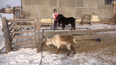 Виготовляє сири задля утримання врятованих коней. Марина Грицик. СУСПІЛЬНЕ | ЛЮДИ