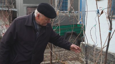 Екзотичні дерева вирощує садівник з Вінниччини