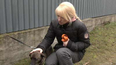 Покинуті собаки: в Черкасах почастішали випадки, коли містяни евакуюються, а своїх домашніх тварин лишають надворі Покинуті собаки: в Черкасах почастішали випадки, коли містяни евакуюються, а своїх домашніх тварин лишають надворі