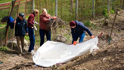 В Ужгороді на Студентській набережній висадять молоді липи В Ужгороді на Студентській набережній висадять молоді липи