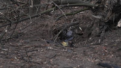 Вибухи у Чернігові: на кількох локаціях зафіксували прильоти російських БпЛА