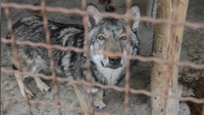 У хмельницькому зоокуточку закінчуються запаси їжі для тварин. СУСПІЛЬНЕ | ВІДЕОНОВИНИ