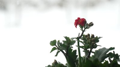 Погода на Рівненщині