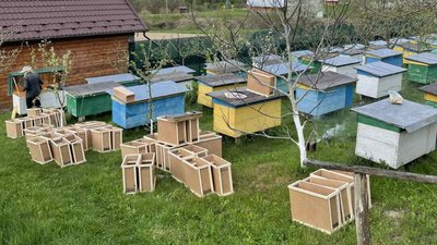 "Сортових медів буде менше". Як війна вплинула на бджільництво на Харківщині "Сортових медів буде менше". Як війна вплинула на бджільництво на Харківщині