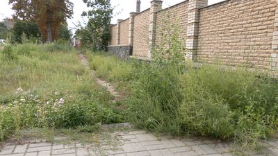 На Черкащині люди скаржаться на алергію на амброзію На Черкащині люди скаржаться на алергію на амброзію