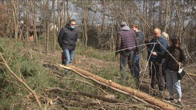 І сухостійні, і здорові. У сосновому парку Барського масиву вирізають дерева І сухостійні, і здорові. У сосновому парку Барського масиву вирізають дерева
