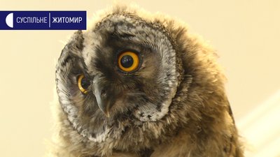 Житомиряни прихистили в своєму будинку сову. СУСПІЛЬНЕ | ВІДЕОНОВИНИ