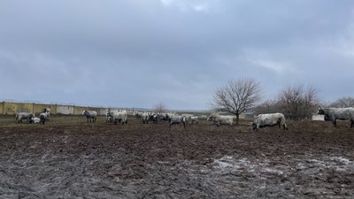 Херсонщина, агробізнес, Музиківка