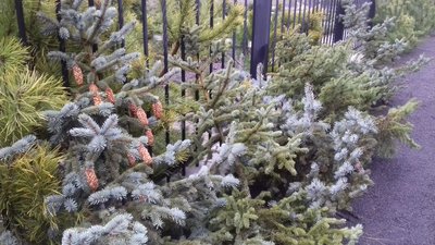 Волинські лісівники вирощують на продаж 8 видів ялин Волинські лісівники вирощують на продаж 8 видів ялин