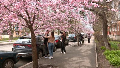 У Вінниці зацвіла алея сакур У Вінниці зацвіла алея сакур