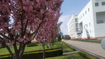 У Сумах зацвіли сакури