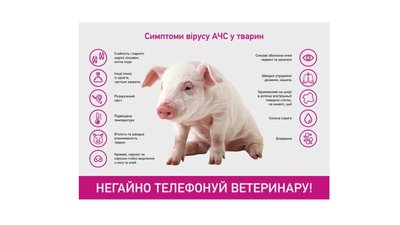 свині чумні свині чумні
