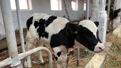 Фермерство на Вінниччині
