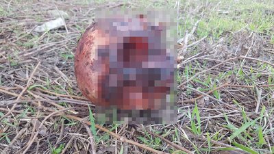 На покинутому заводі у Херсонській області виявили людські рештки На покинутому заводі у Херсонській області виявили людські рештки