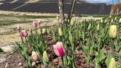 Двоколірні біло-рожеві тюльпани