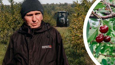 Як вирощують вишневі сади у промислових масштабах на Рівненщині
