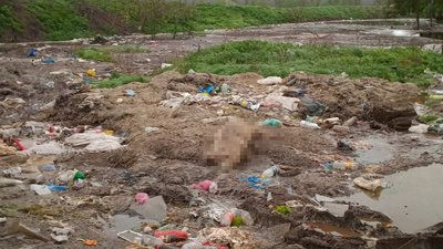 Незаконне звалище тваринних відходів виявили на Вінниччині Незаконне звалище тваринних відходів виявили на Вінниччині
