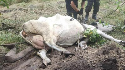 На Харківщині з двометрової ями витягли корову