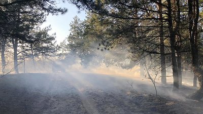 На Миколаївщині горів Балабанівський ліс На Миколаївщині горів Балабанівський ліс