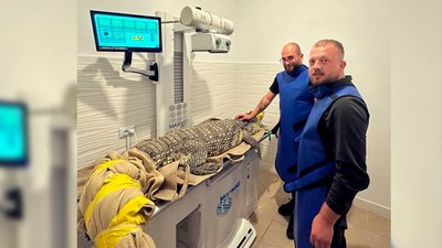 Крокодил на огляді Крокодил на огляді